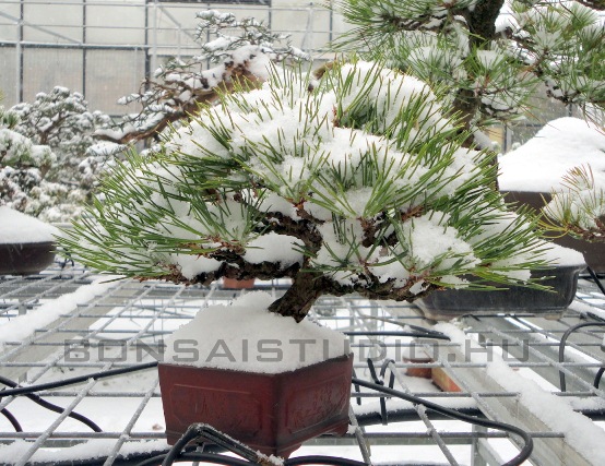 bonsai vasarlas az unnepek alatt a marczika bonsai studio kinalatabol